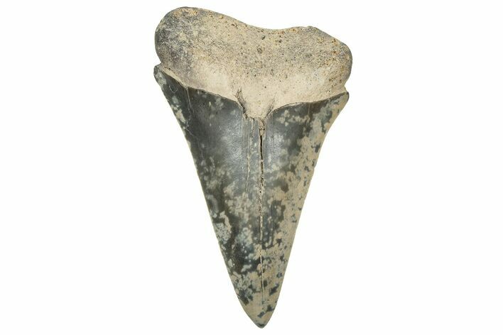 Large, Fossil Broad-Toothed Mako Tooth - South Carolina #329103
